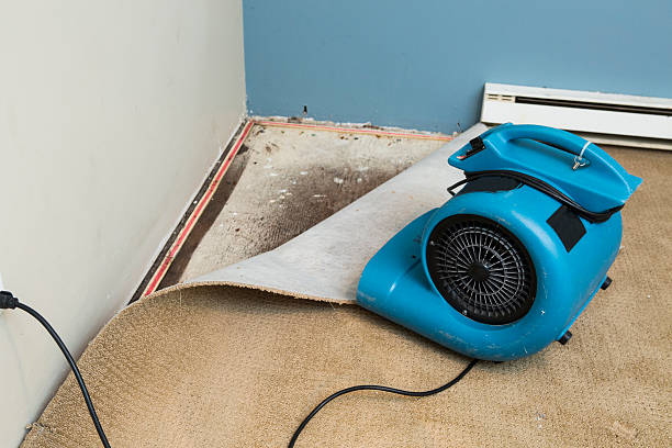 Best Water damage contractors near me  in Zebulon, NC